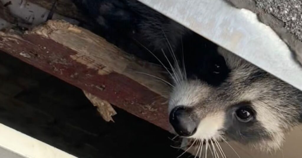 Wildlife Removal Los Angeles: Expert Raccoon Armadillo Skunk Service Solutions 1 Professional wildlife removal technician safely capturing raccoon Los Angeles residential property service 1